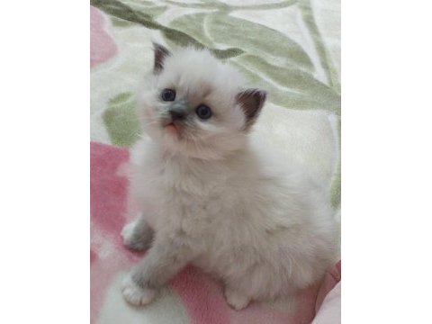 Safkan ragdoll yavrumuz yeni yuvasını arıyor