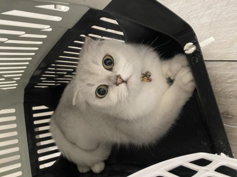 Scottish fold 1.5 yaşında izmir urla