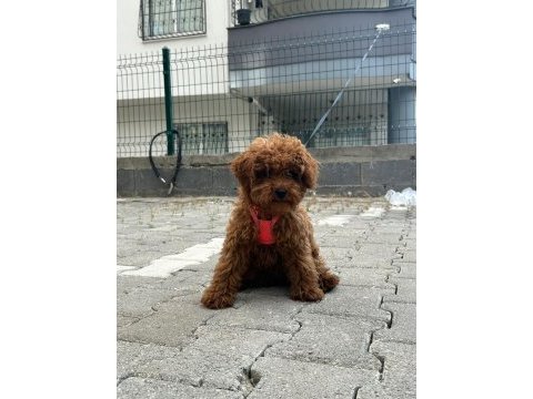 Toy poodle dişi yavrumuz