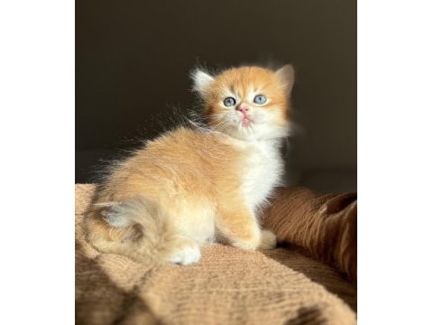 Golden ny12 mükemmel kalite british longhair