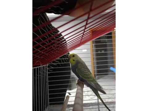 Erkek rainbow muhabbet kuşu yavru