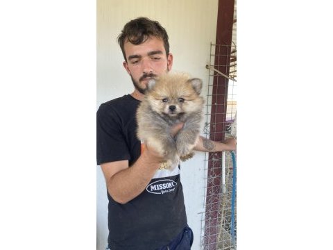 Üst kalite pomeranian boo yavrular