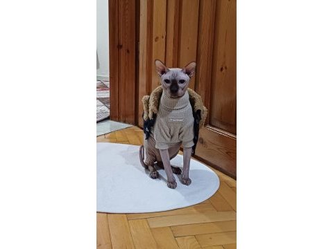 Dişi sfenks orjinal tüysüz yavru