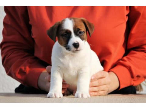 Fcı (kıf) şecereli kısa tüy jack russell yavrularımız
