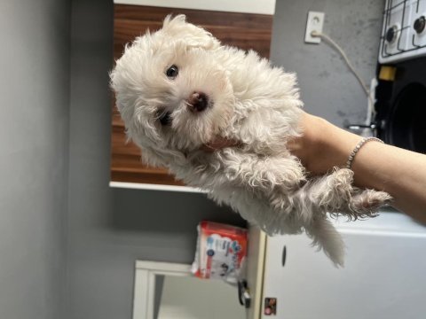 Sıfır numara ırk garanti maltese terrier