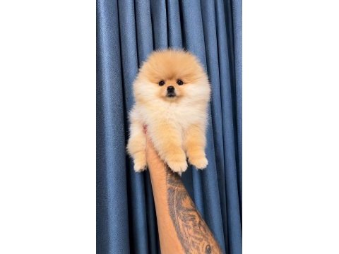 Portakal gibi ayıcık pomeranian boo
