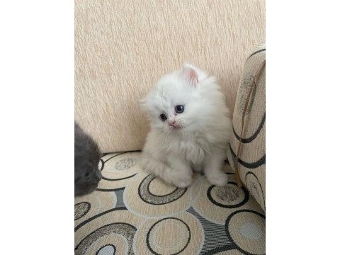 Prenses insan canlısı british longhair