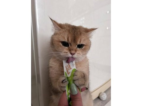 Aciliyetten sahiplendirilecek british shorthair