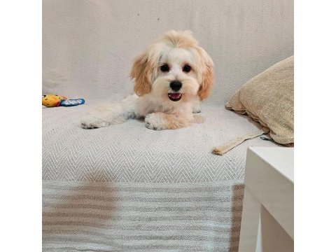 Yurt dışı sebebi kaynaklı maltipoo sahiplendirme