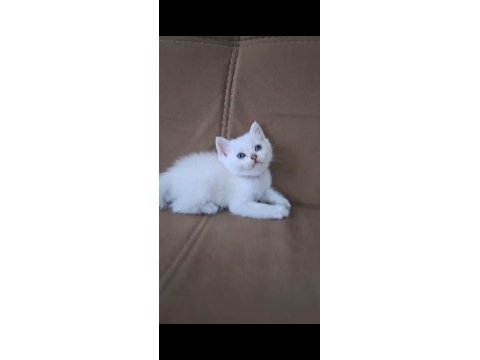 British shorthair kusursuz anatomi bebekler