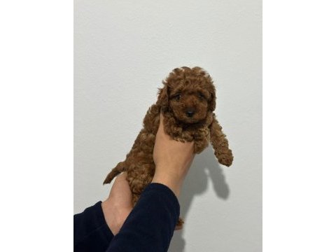 2 dişi ve 1 erkek toy poodle yavrularımız