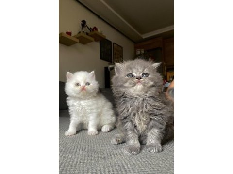 Sahiplendirilmeye hazır bebekler british longhair