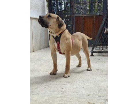 A class presa canario yavrular