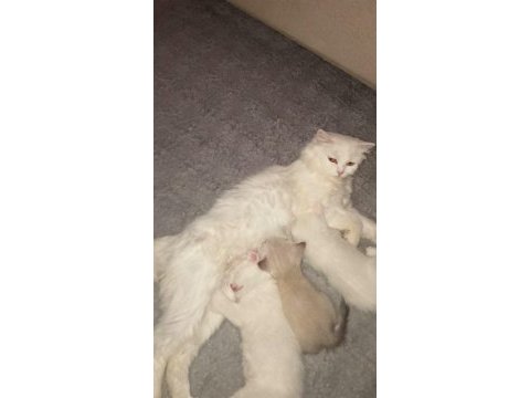 Pofuduk beyaz scottish fold bebekler
