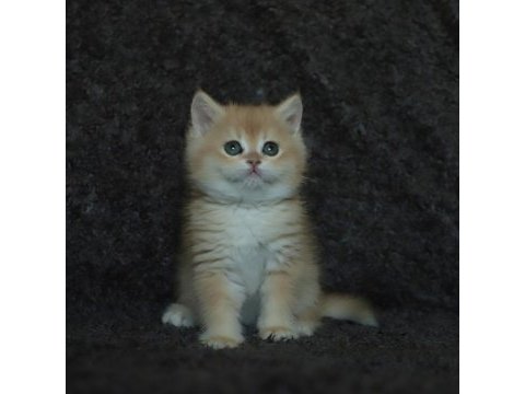 Black golden shell ny12 safkan british shorthair