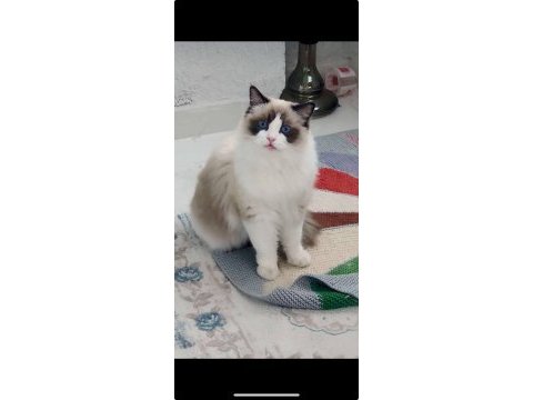 Ragdoll yavrular 5 günlük