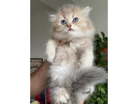 British longhair yavrularımız yeni ailelerine gitmeye hazır