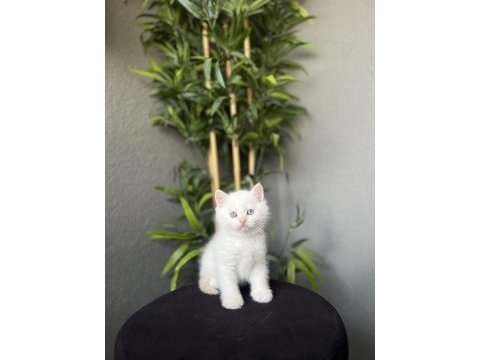 Brıtısh shorthair red point yavrularım 