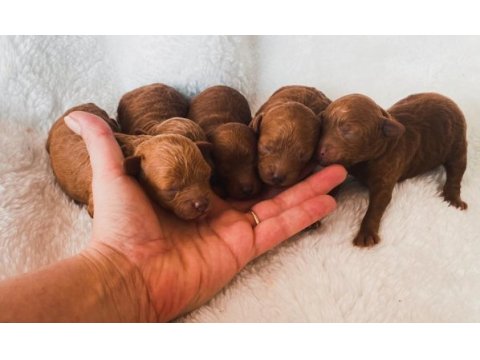 Mini toy poodle yavrular