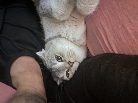 Scottish fold kedimiz