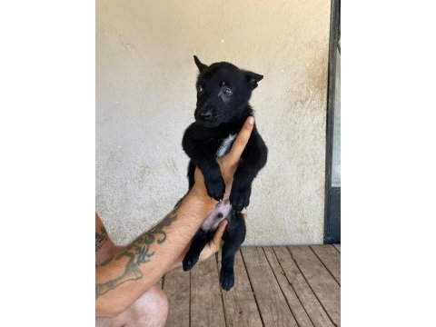 Siyah erkek malinois yavru 60 günlük