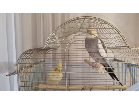 Çift sultan papağanı yavruya hazır
