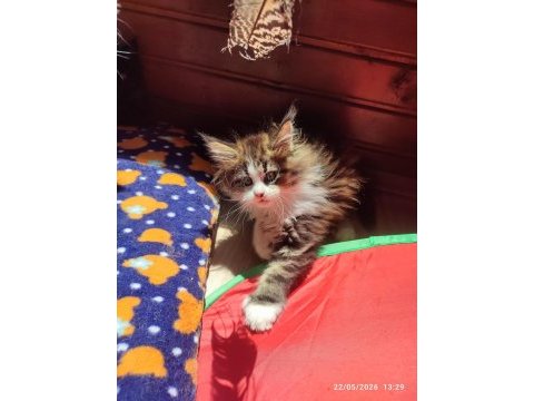 Tüm aşı ve belgeleri eksiksiz şecereli safkan maine coon