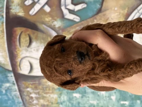 Toy poodle red brown safkan şecereli