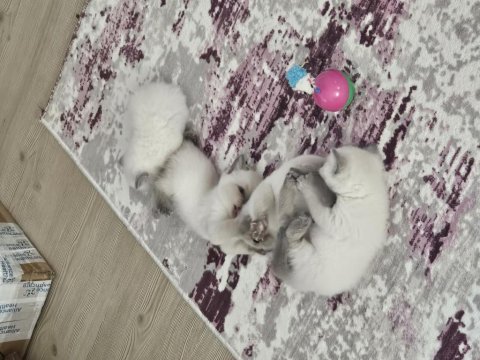 1 aylık cins kediler satılıktır blue point oyuncu kedisi