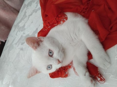 Dünyalar güzeli british shorthair mavişim