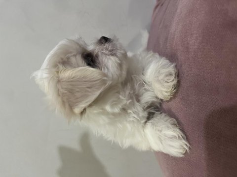 Bal küpü maltese terrier yavru