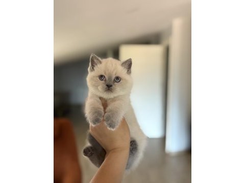 Irk ve sağlık garantili brıtısh shorthair yavrularım 