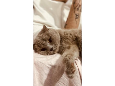 Yuva arıyoruz british shorthair