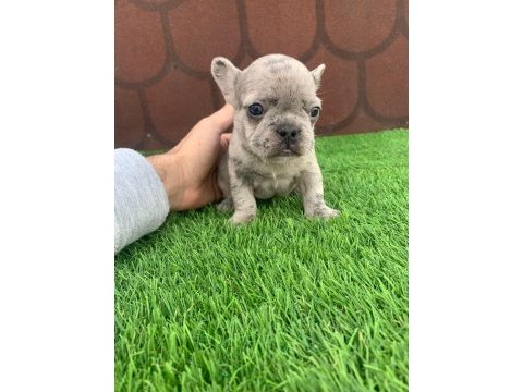 Kalıcı renkli gözlü ırk garantili french bulldog yavrularım