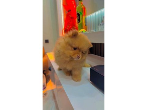 Pomeranian yavrular yılbaşı öncesi