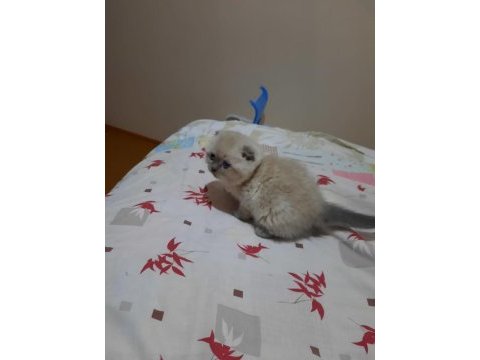 Scottish fold blue point yavrular