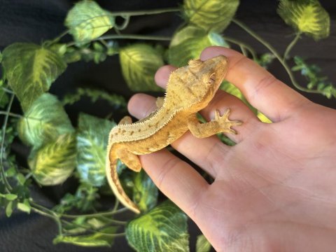 Crested gecko