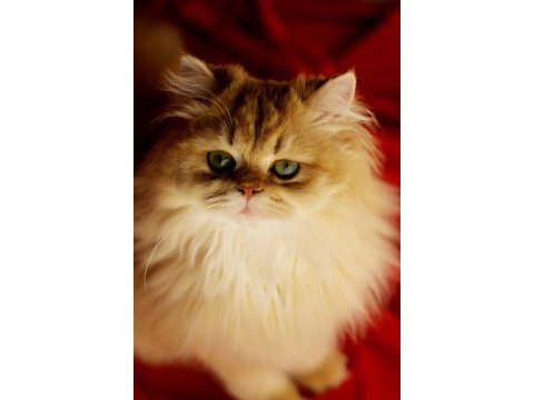 British longhair by11
