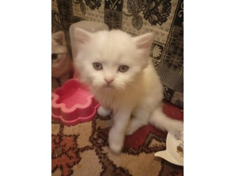 British longhair ve scottish yavrularim