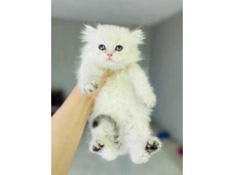 Ay 1133 british longhair dişi