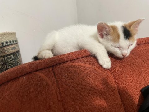 Sokakta kötü halde bulunan bebek kedimize yuva olur musun