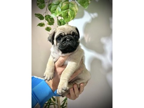 Pug mops üst kalite yavrular