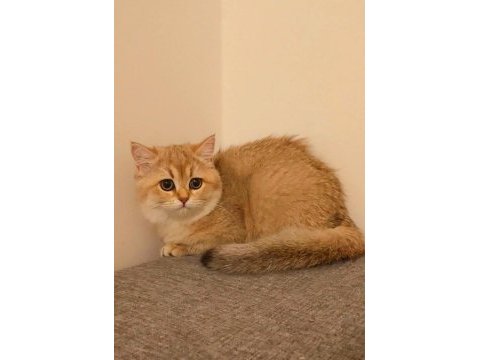 British shorthair kedisi