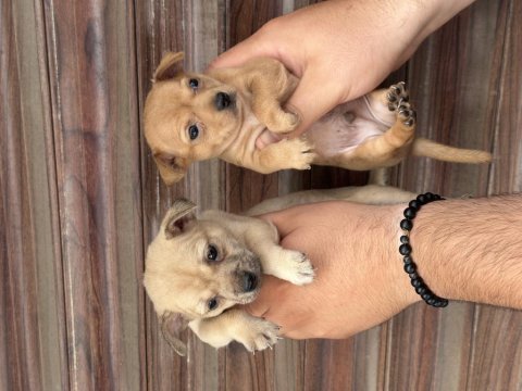 Tea cup pinscher bebekler