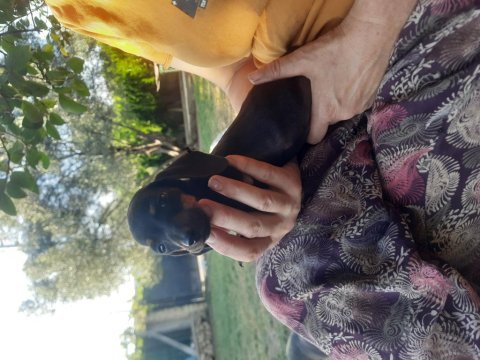 Dacshund yavrular yeni ailesini arıyor