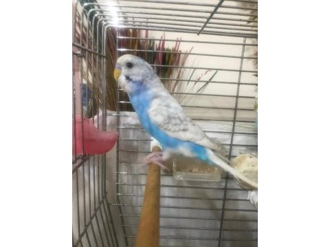 Muhabbet kuşu 3 aylık