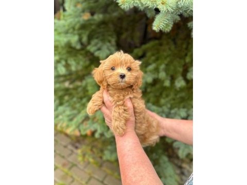 Irk garantili f2 maltipoo yavruları