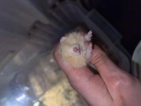 Yavru teddy bear hamsterlar