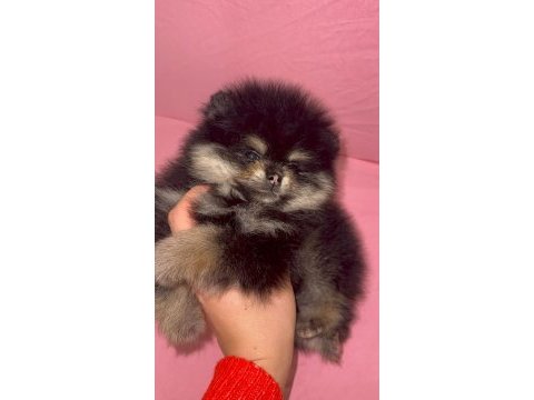 Pomeranian ırk ve sağlık garantili