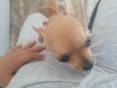 Ailevi sorunlardan şivava köpeğimizi sahiplendiriyoruz